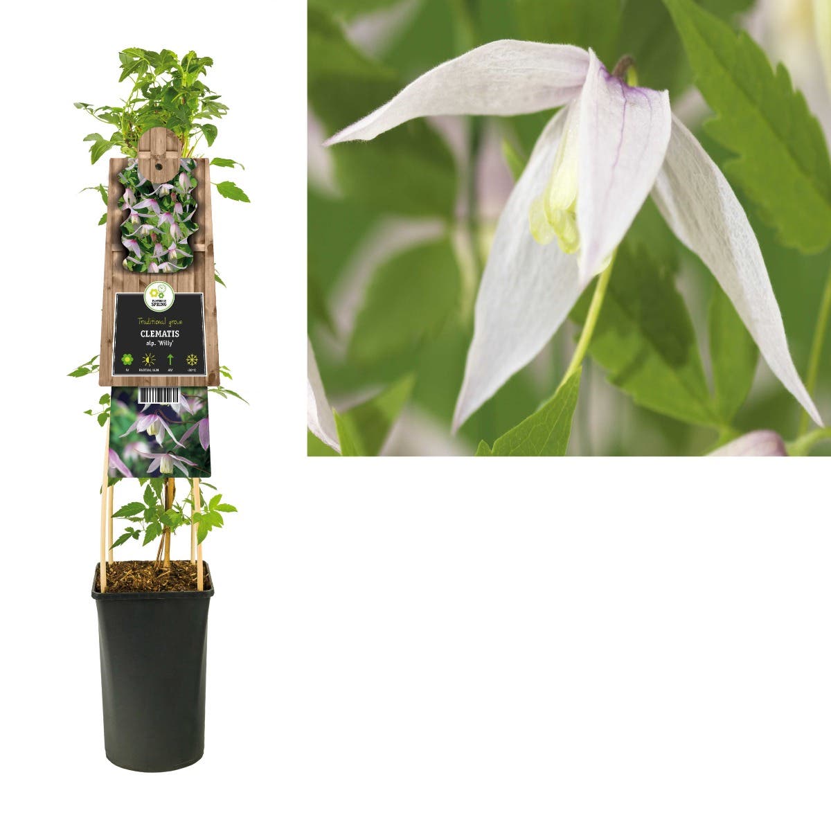 Bosrank (Clematis alp. 'Willy') H 75