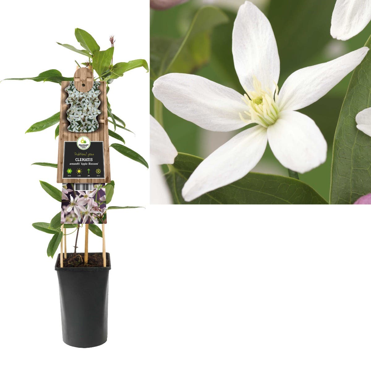 Bosrank (Clematis armandii 'Apple Blossom') H 75
