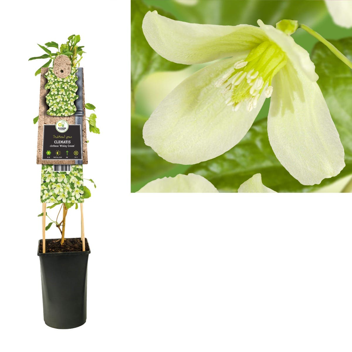 Bosrank (Clematis cirrhosa 'Wisley Cream') H 75
