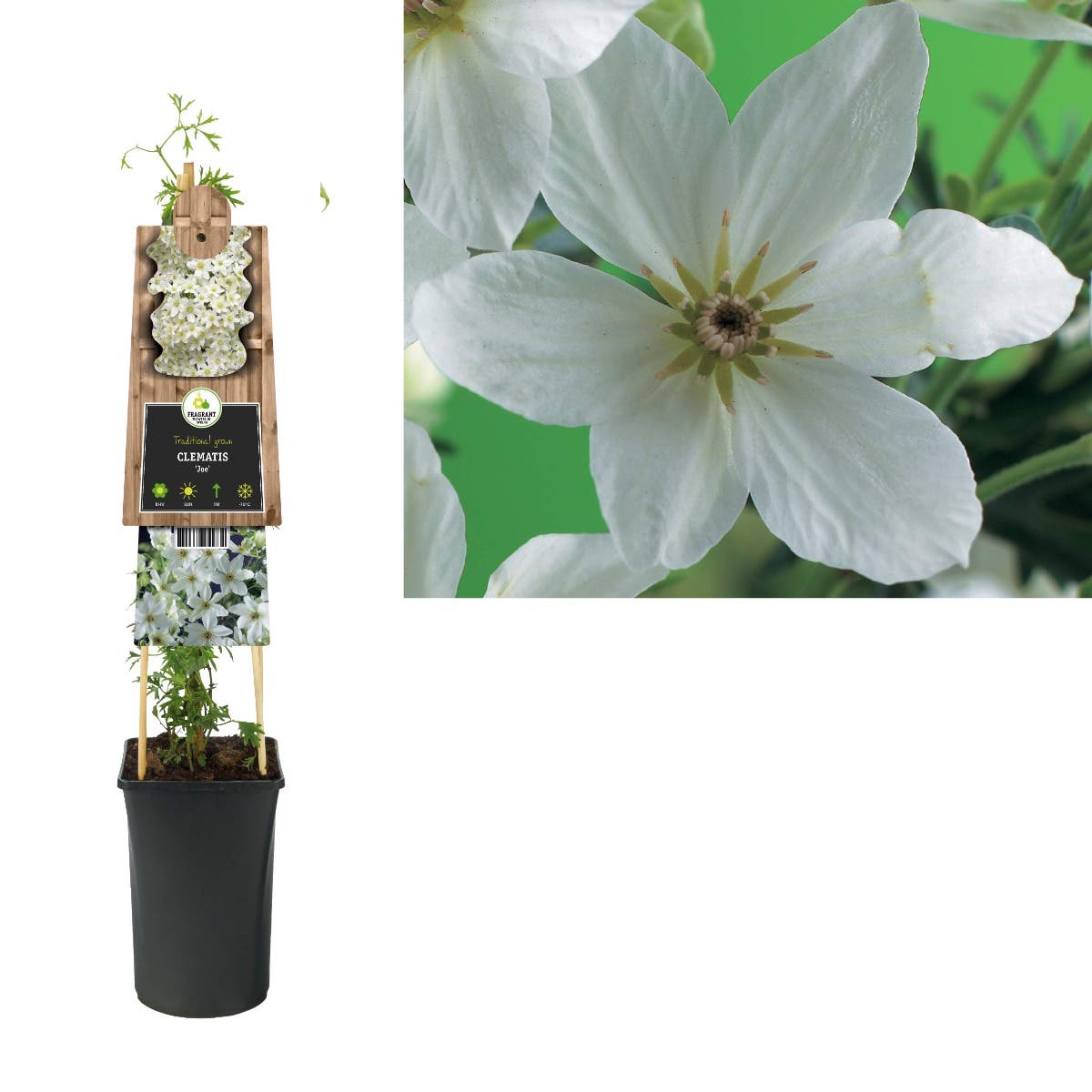 Bosrank (Clematis 'Joe') H 75
