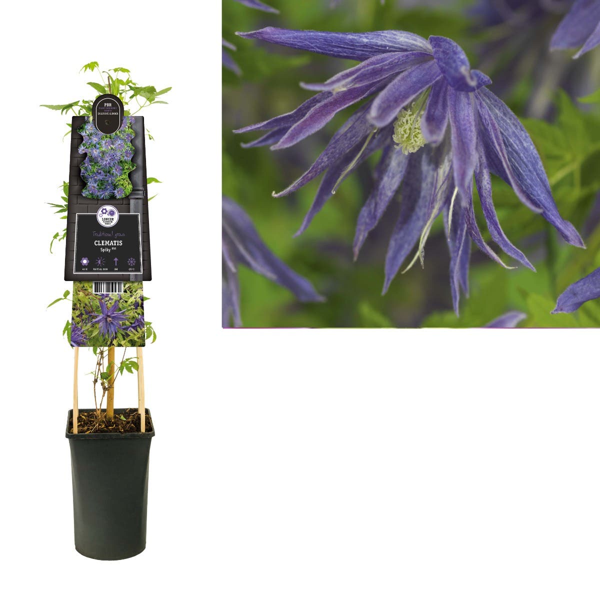 Bosrank (Clematis Spiky PBR) H 75