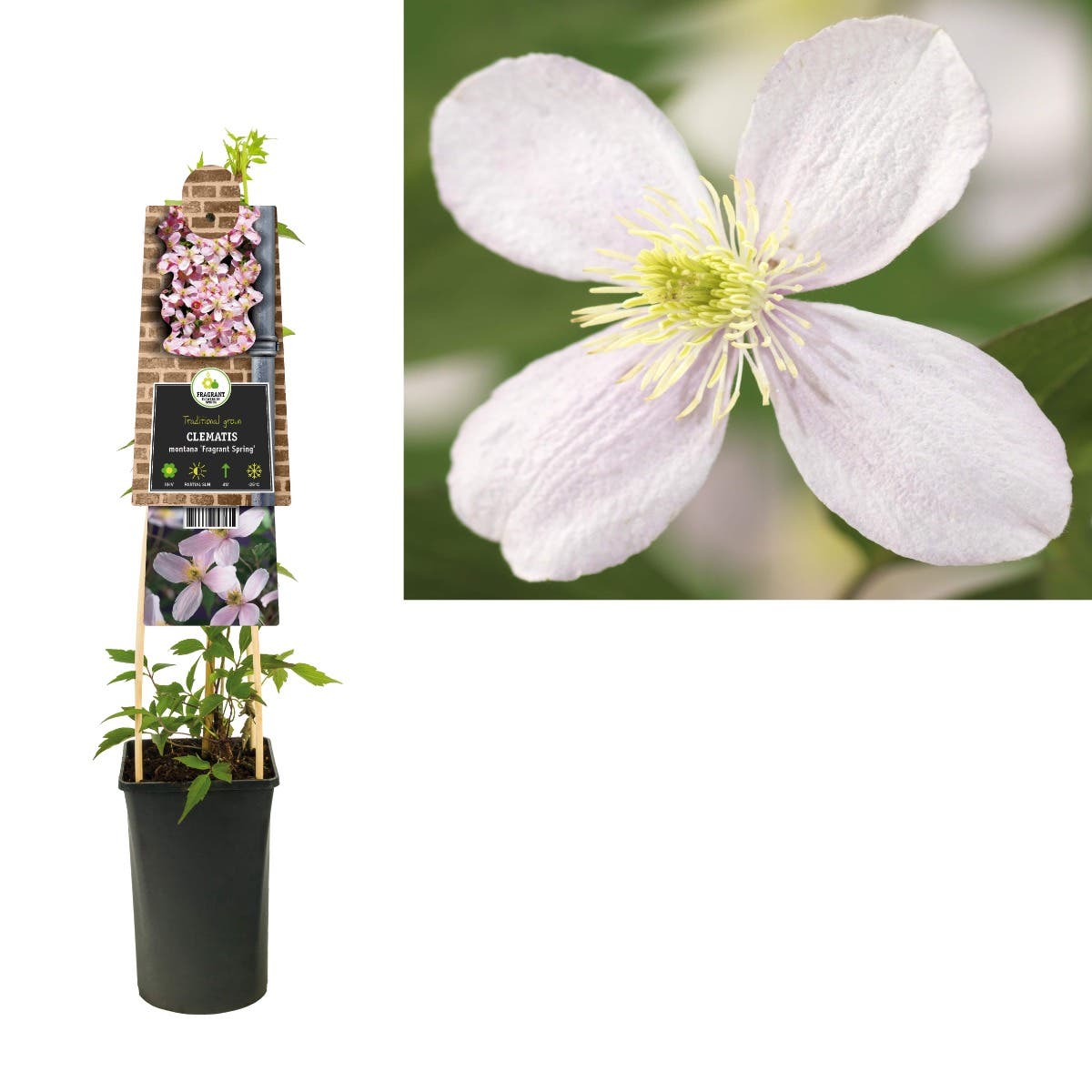 Bosrank (Clematis montana 'Fragrant Spring') H 75
