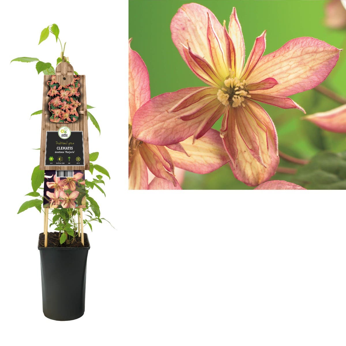 Bosrank (Clematis montana 'Marjorie') H 75