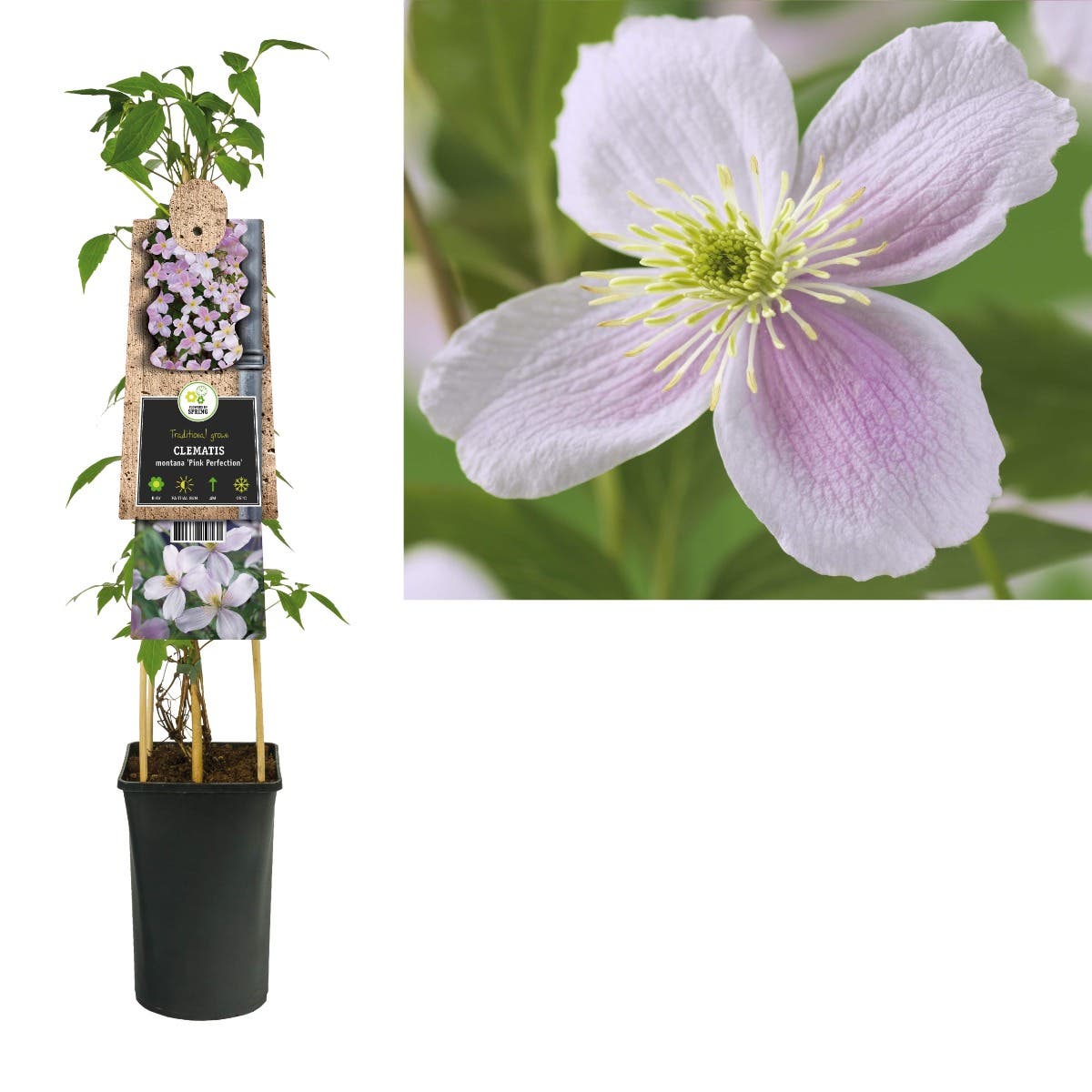 Bosrank (Clematis montana 'Pink Perfection') H 75