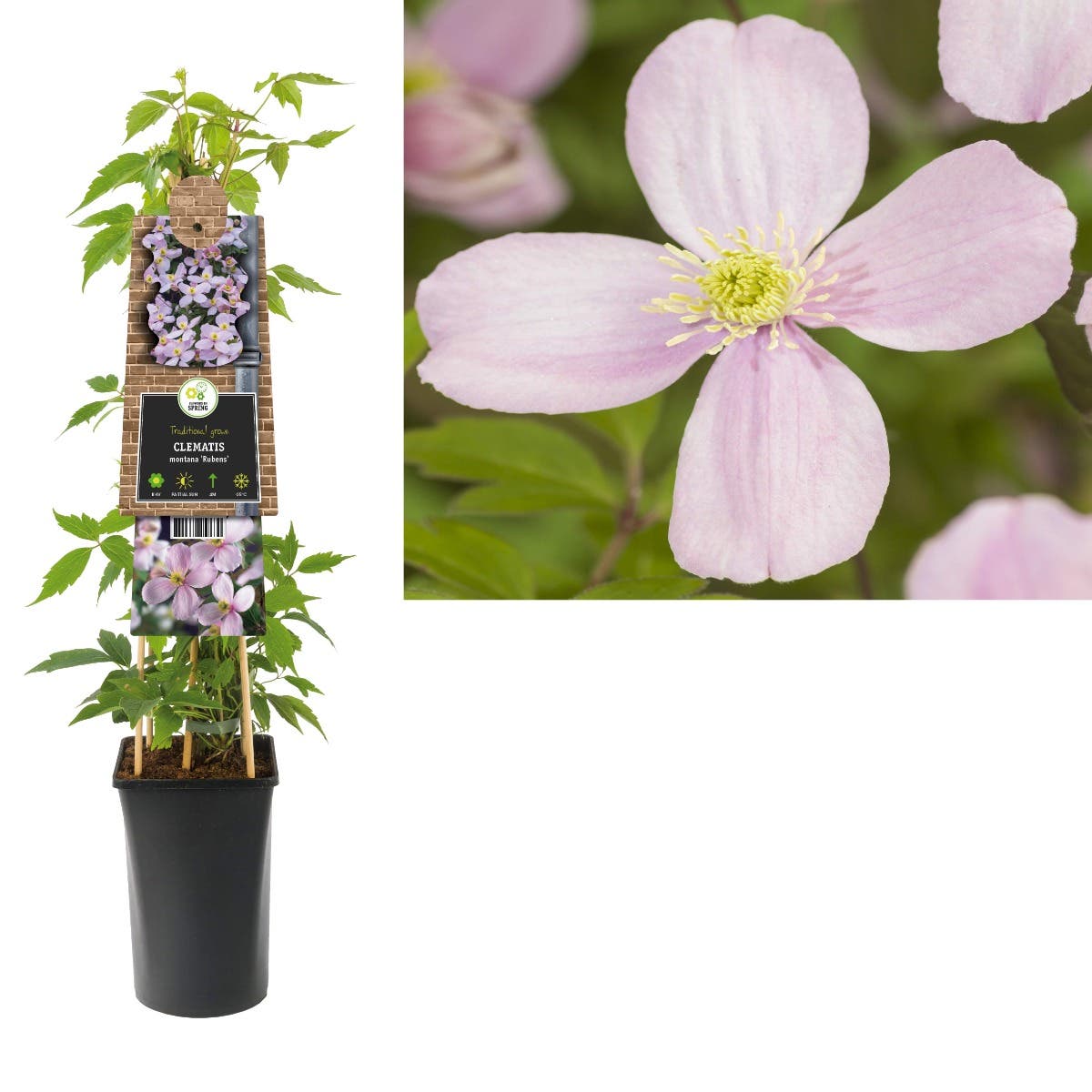 Bosrank (Clematis montana 'Rubens') H 75
