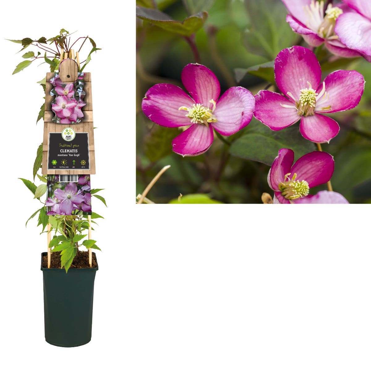 Bosrank (Clematis montana 'Van Gogh') H 75
