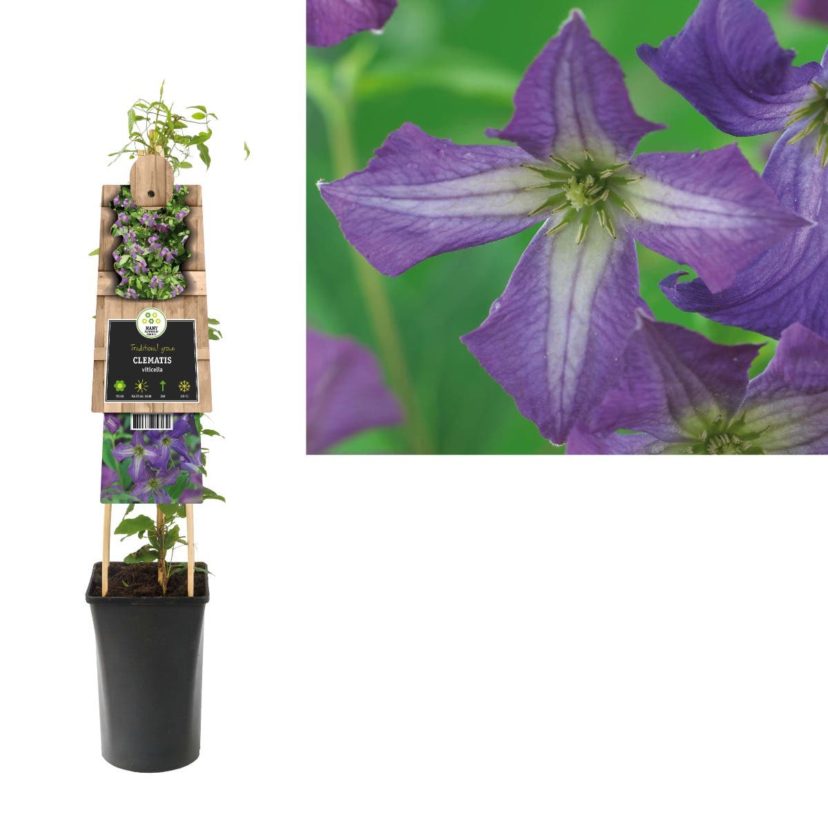 Bosrank (Clematis viticella) H 75