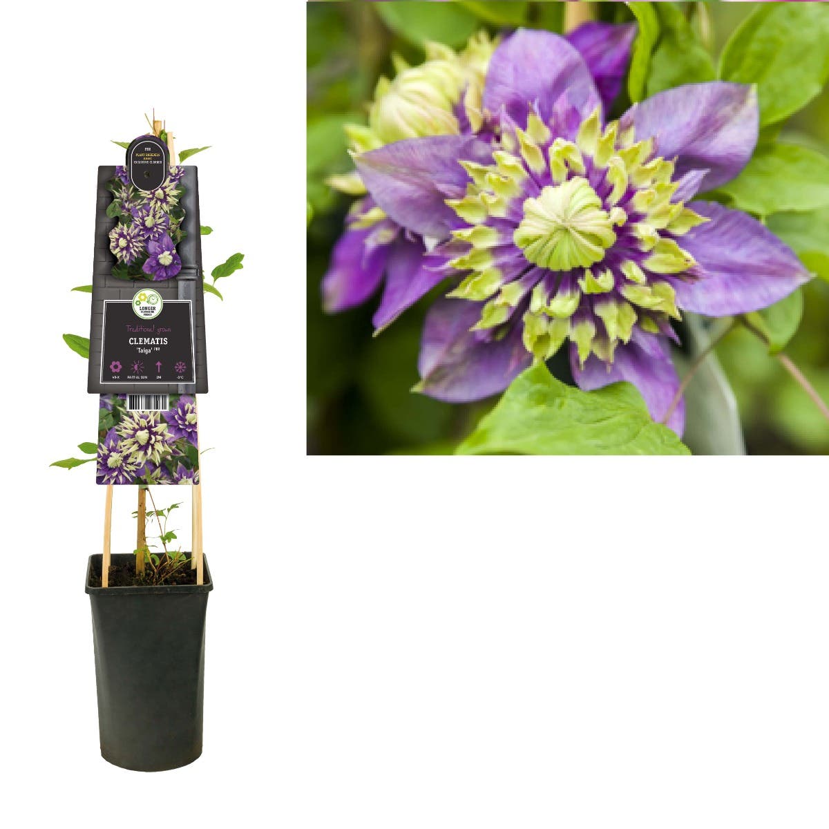 Bosrank (Clematis florida 'Taiga' PBR) H 75
