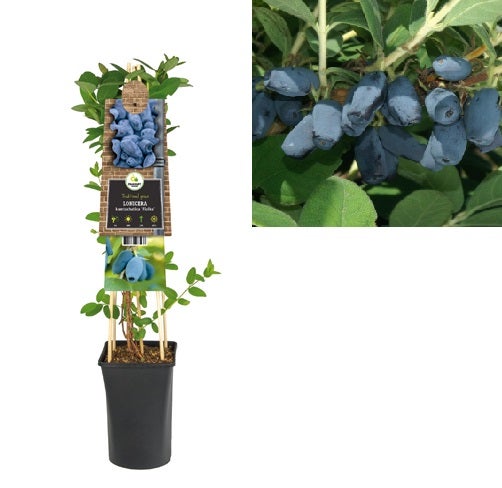 Kamperfoelie (Lonicera kamtschatica 'Fialka') H 75