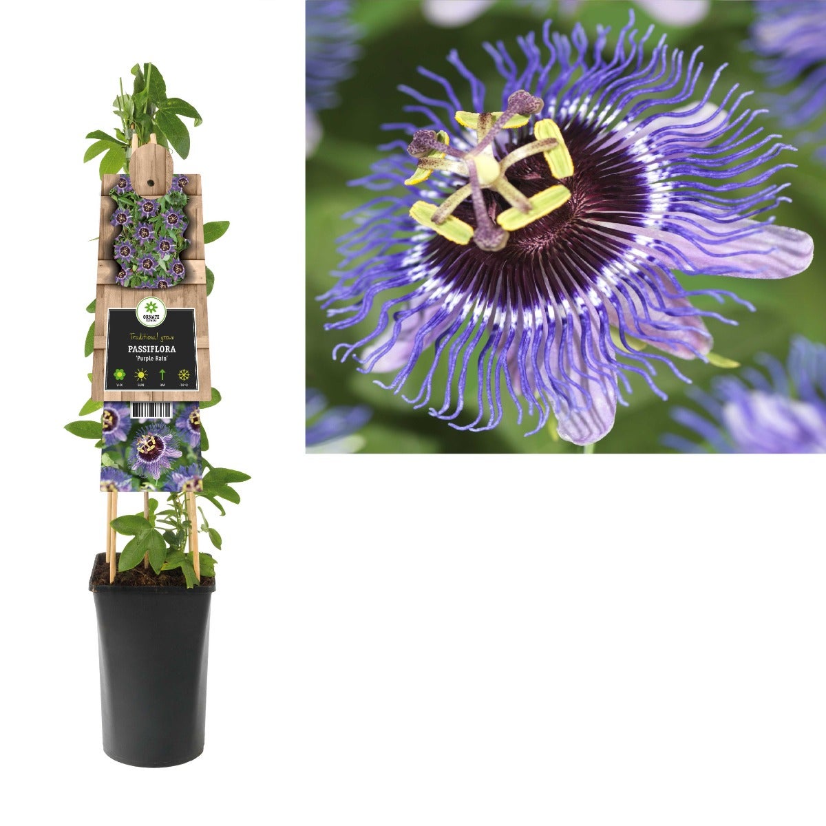 Passiebloem (Passiflora 'Purple Rain') H 75
