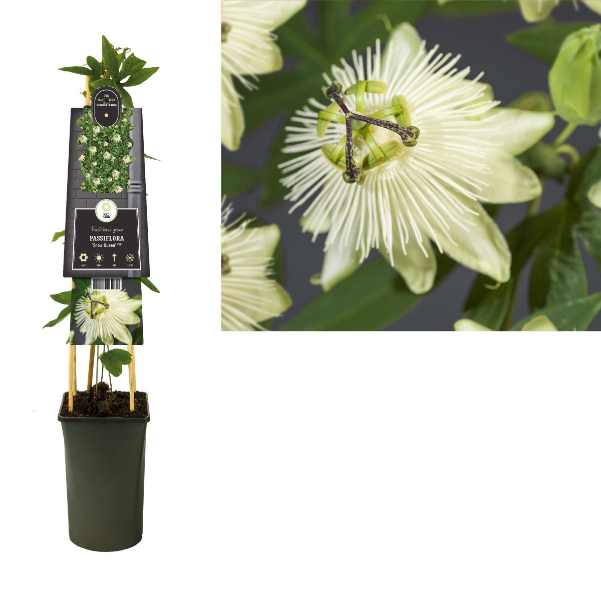 Passiebloem (Passiflora 'Snow Queen' PBR) H 75