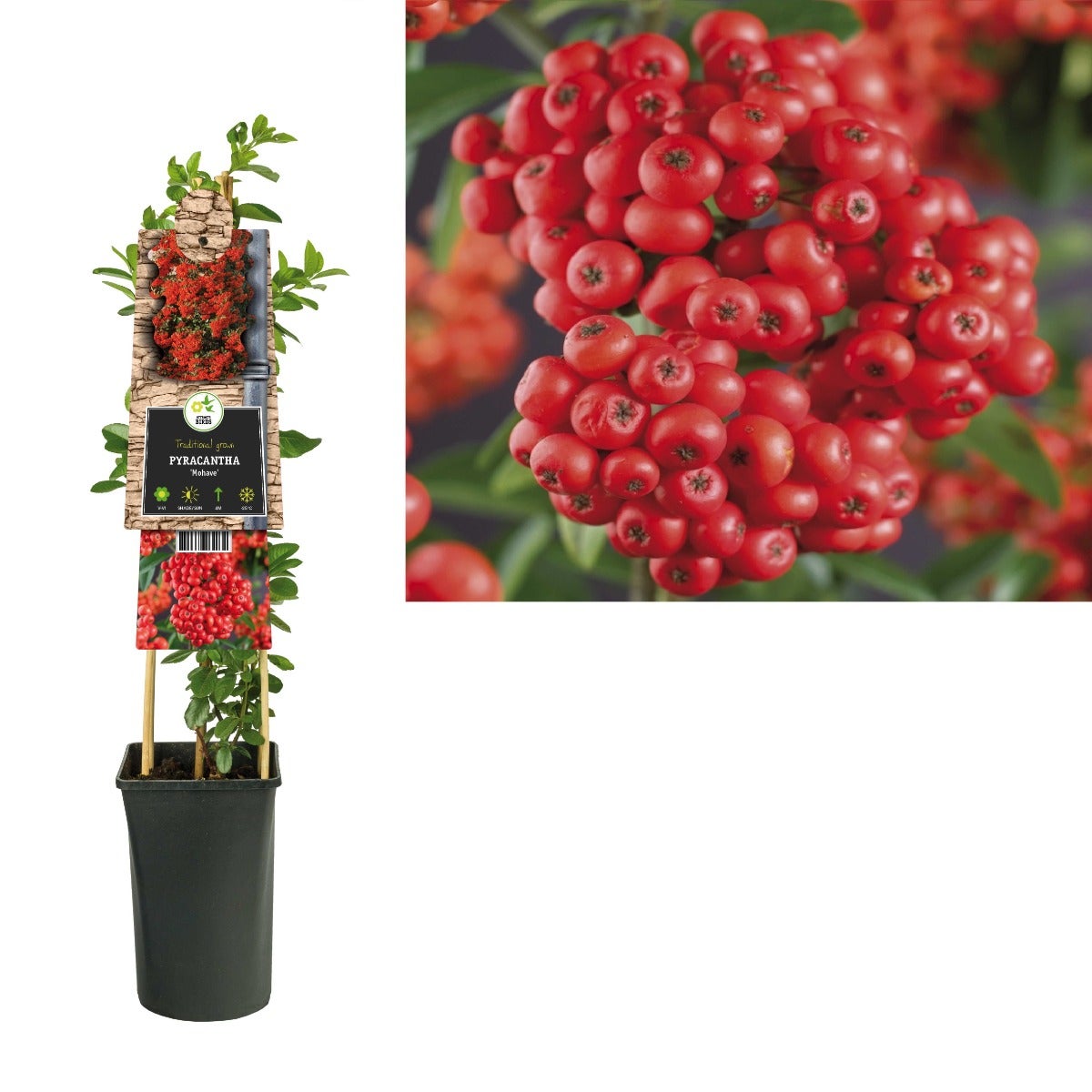 Vuurdoorn (Pyracantha 'Mohave') H 75