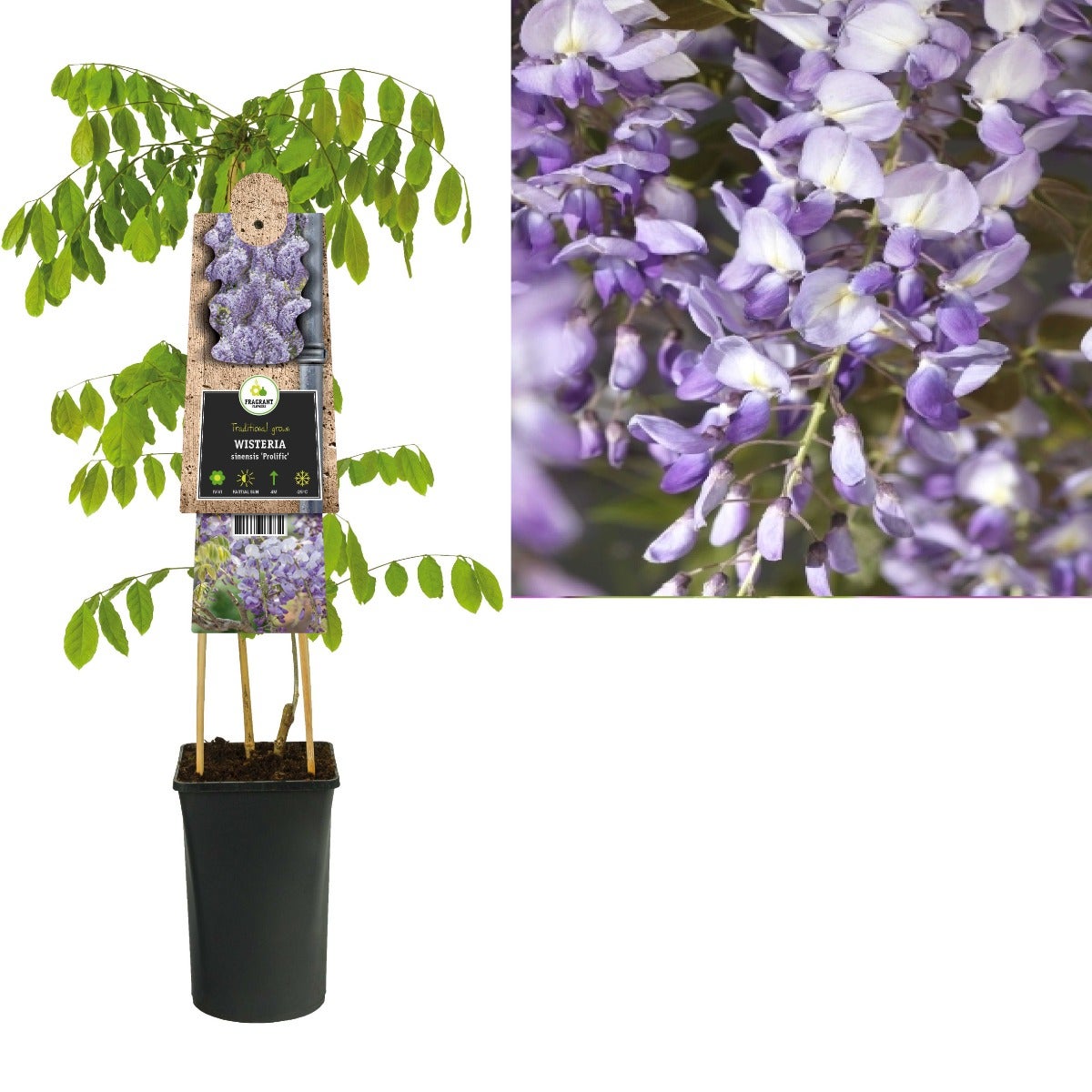 Blauwe regen (Wisteria sinensis 'Prolific') H 75