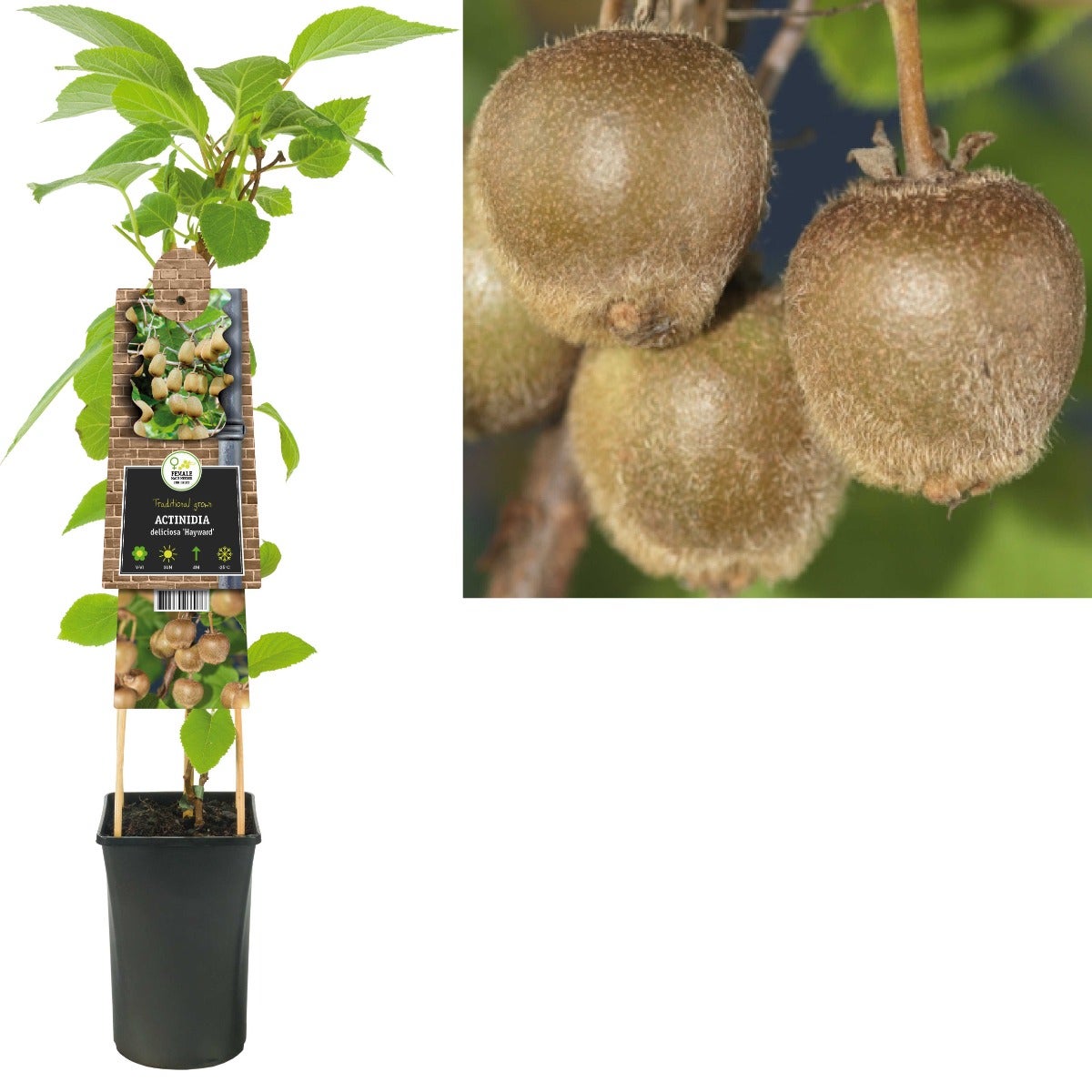 Kiwi (Actinidia deliciosa 'Hayward') H 75