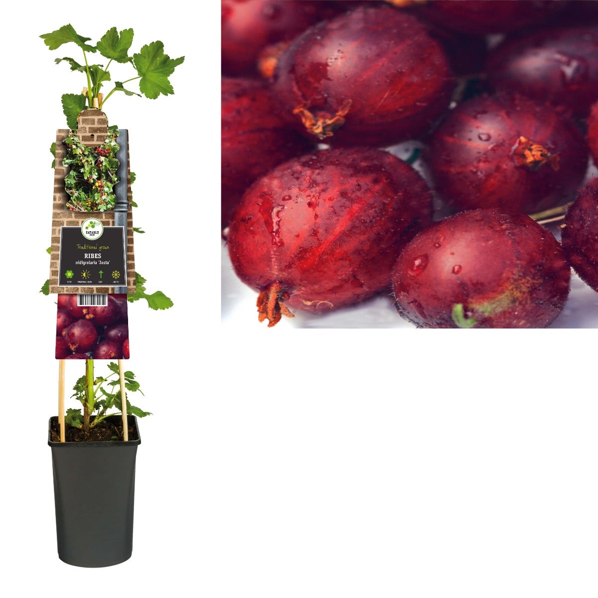 Zwarte bes (Ribes nidigrolaria 'Josta') H 75