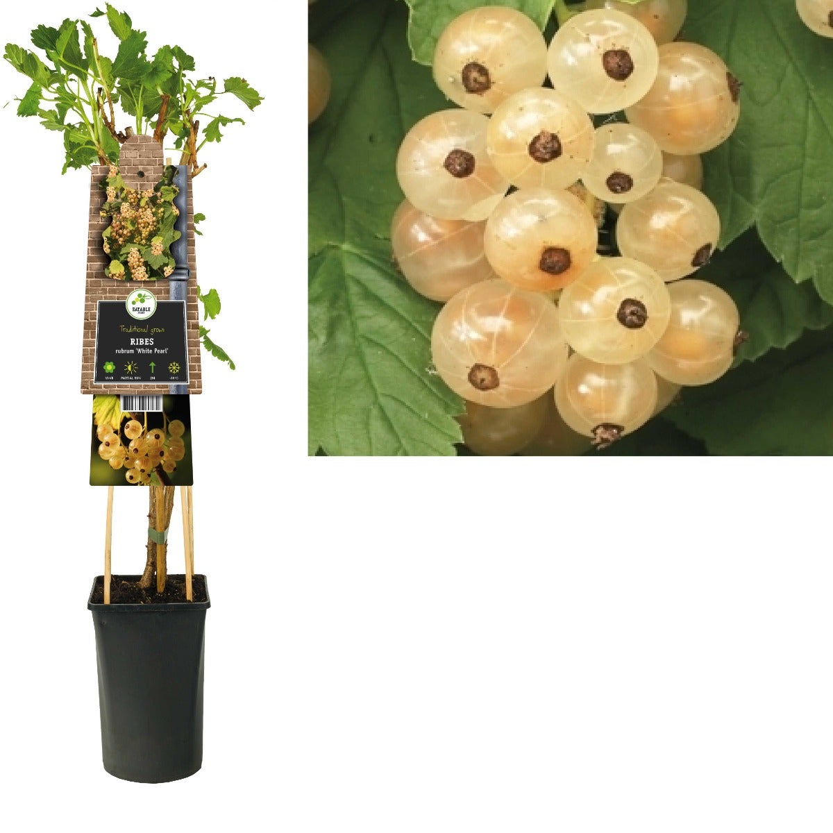 Witte aalbes (Ribes rubrum 'White Pearl') H 75