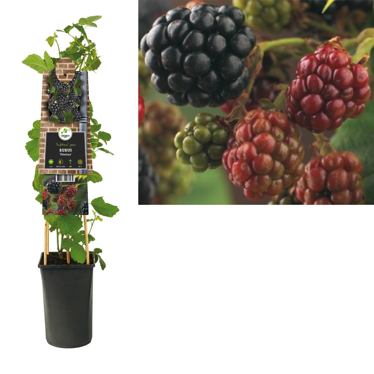 Braam (Rubus 'Himalaya') H 75