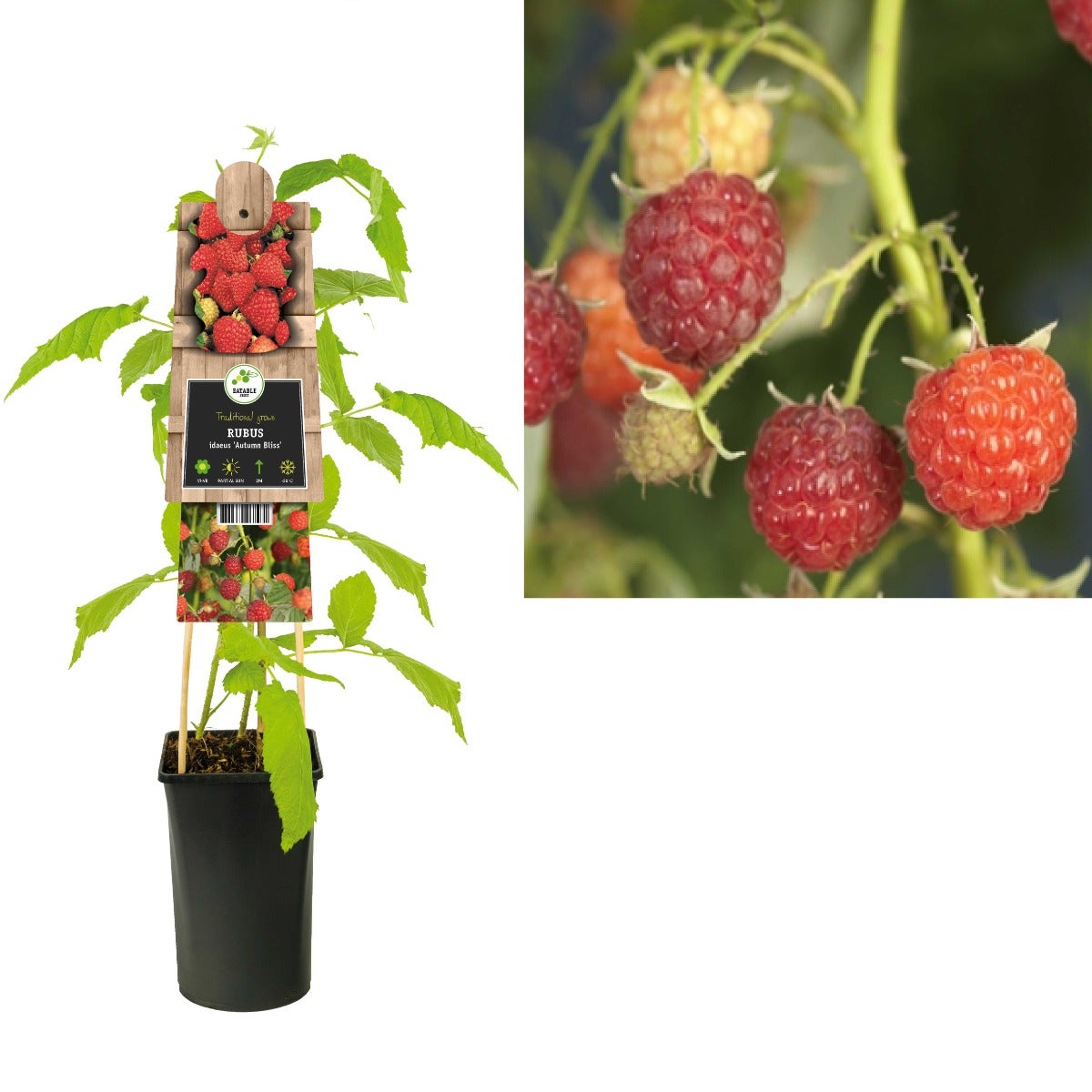 Framboos (Rubus idaeus 'Autumn Bliss') H 75