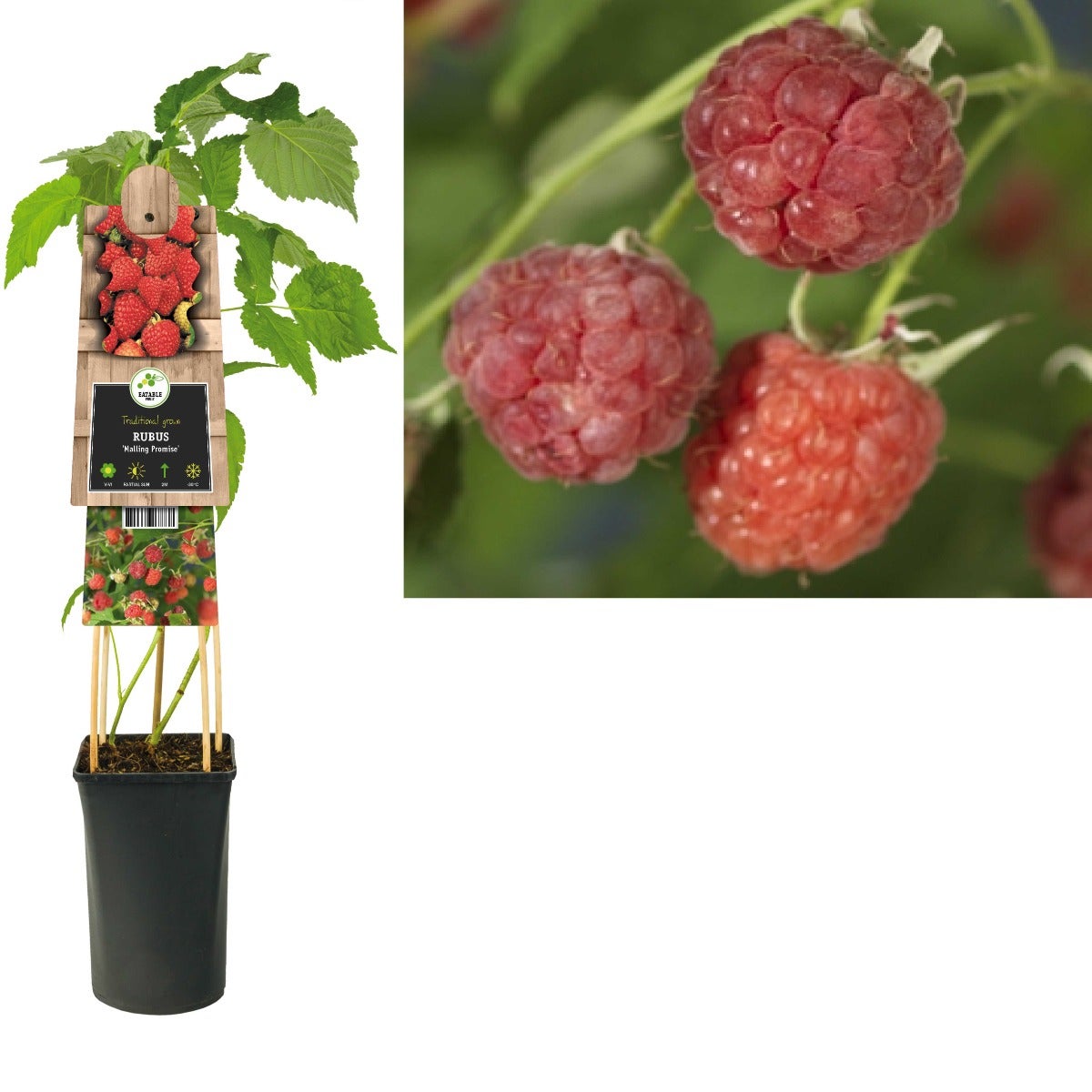 Zomerframboos (Rubus 'Malling Promise') H 75