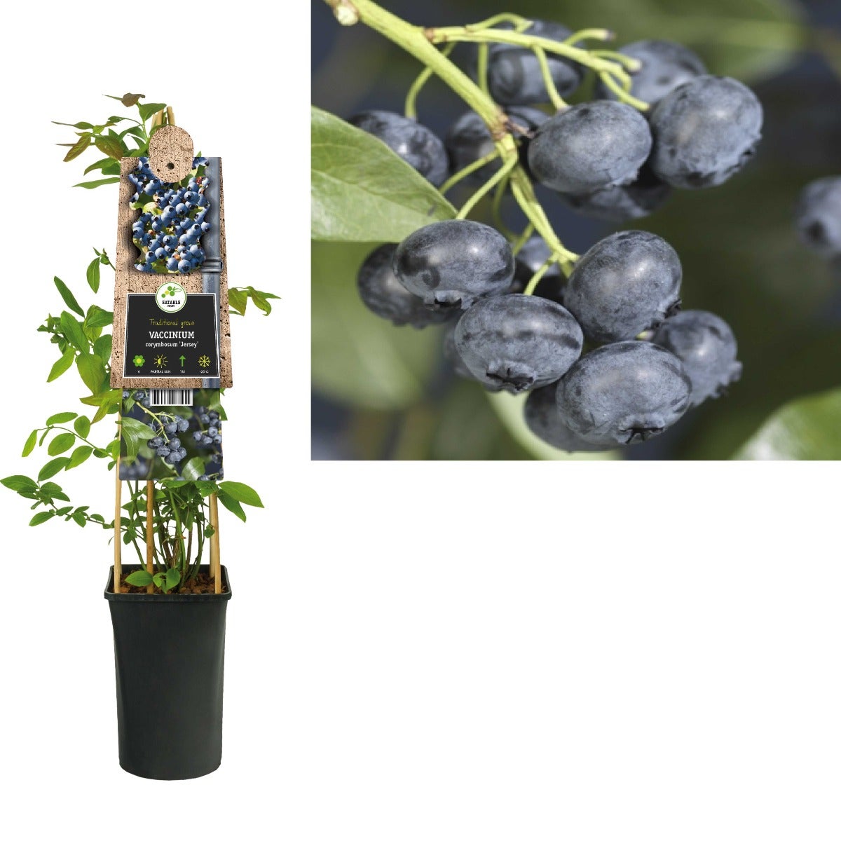 Blauwe bes (Vaccinium corymbosum 'Jersey') H 75