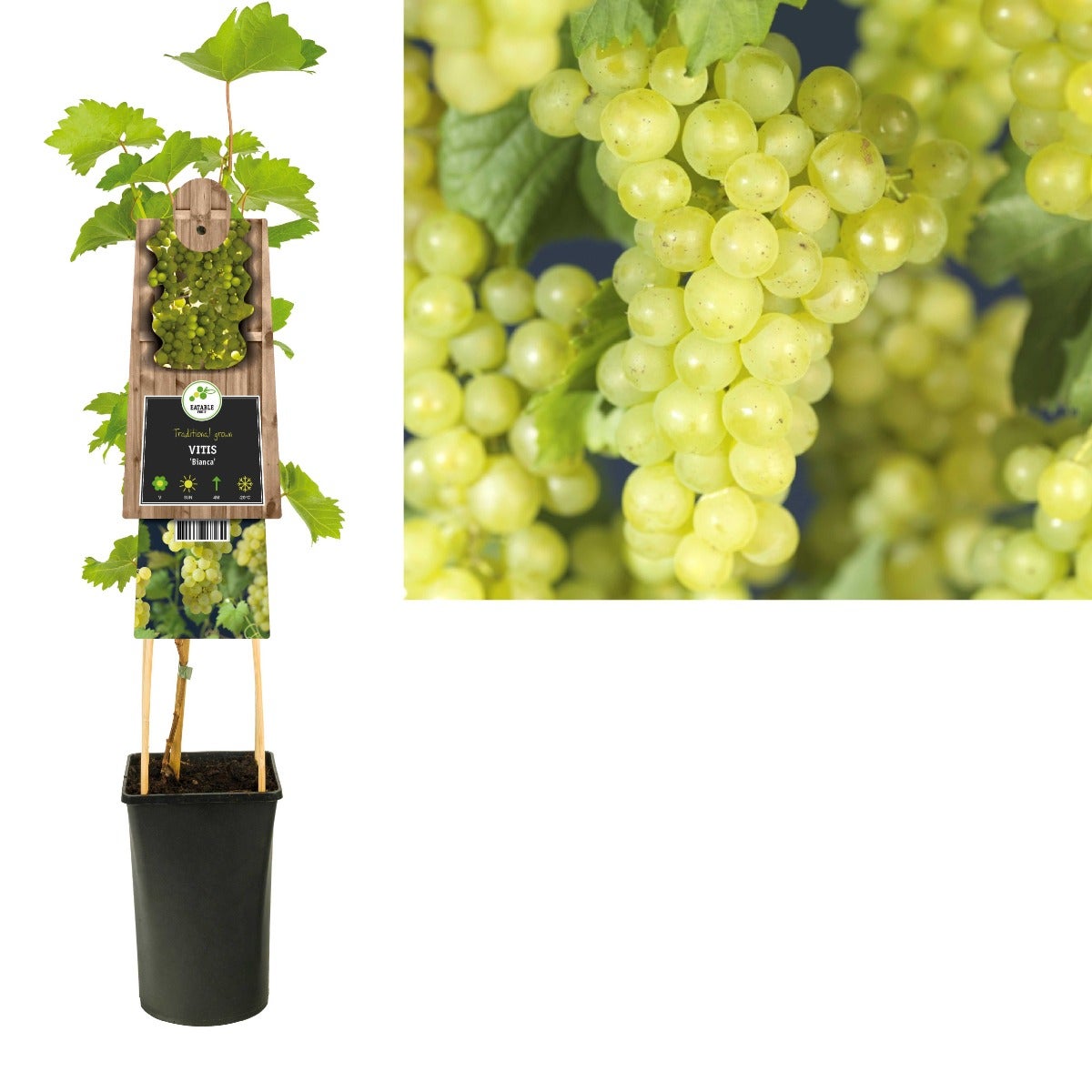 Witte druif (Vitis 'Bianca') H 75