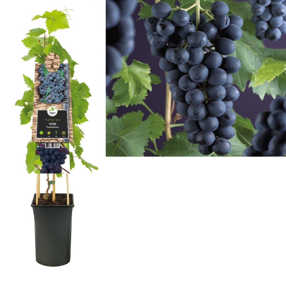 Blauwe druif (Vitis 'Frankenthaler') H 75