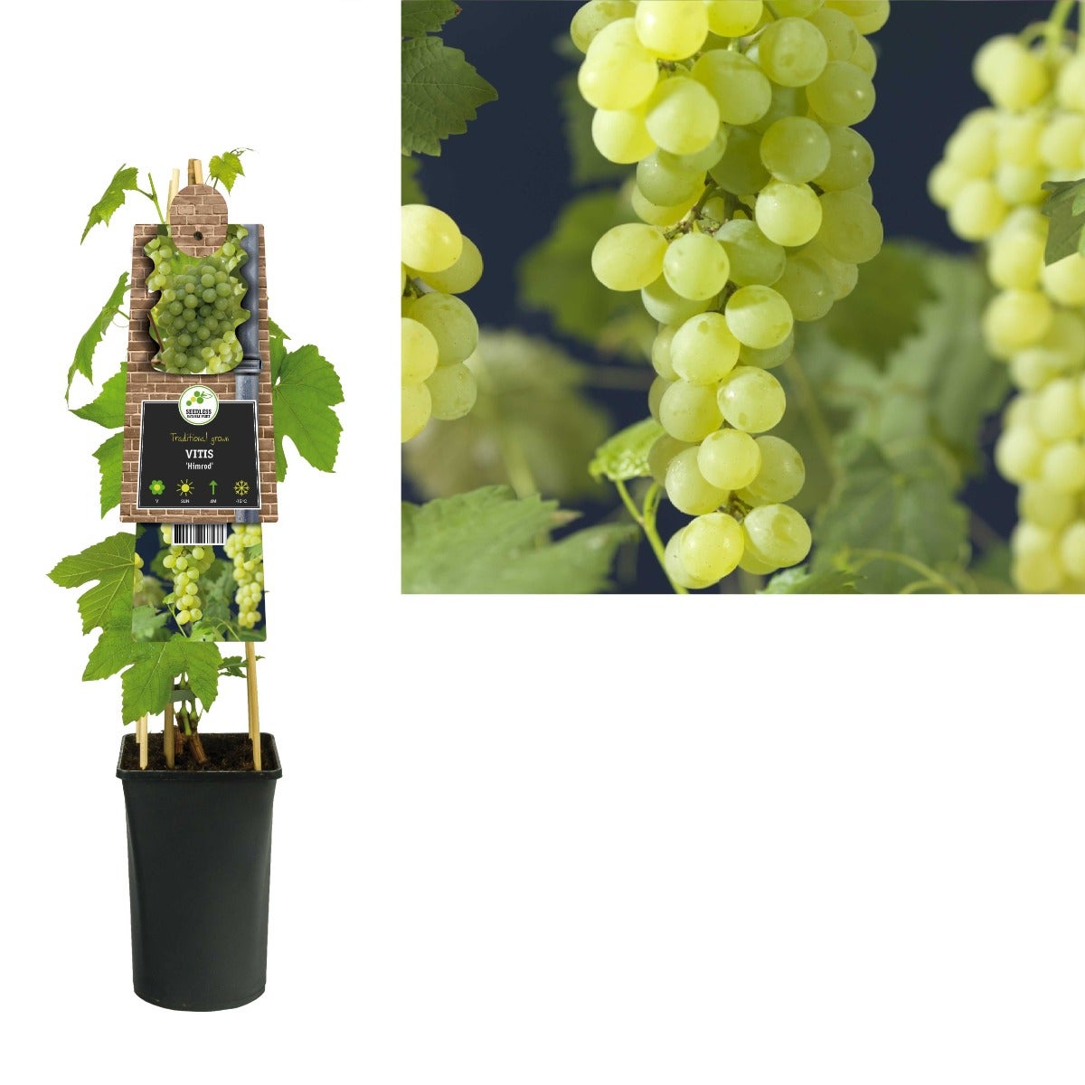 Witte druif pitloos (Vitis 'Himrod') H 75