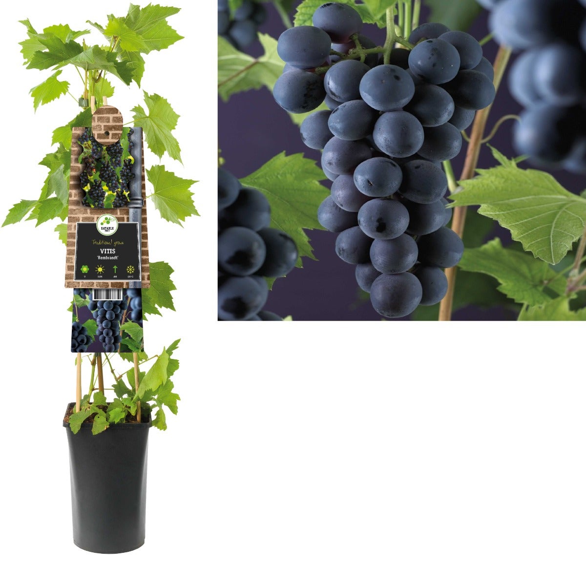 Blauwe druif (Vitis 'Rembrandt') H 75