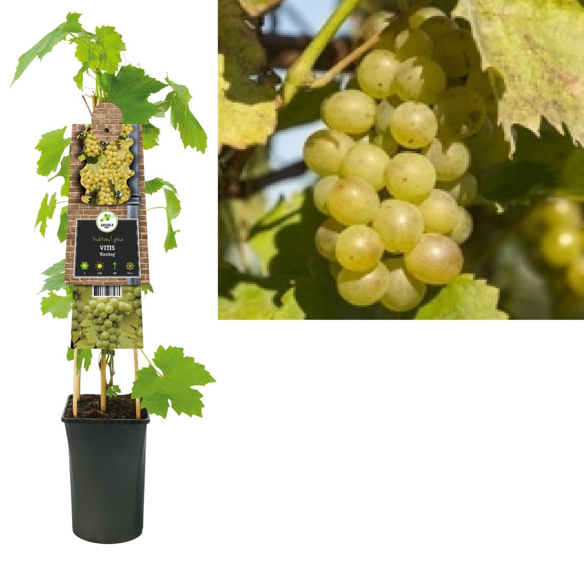 Witte druif (Vitis 'Riesling') H 75