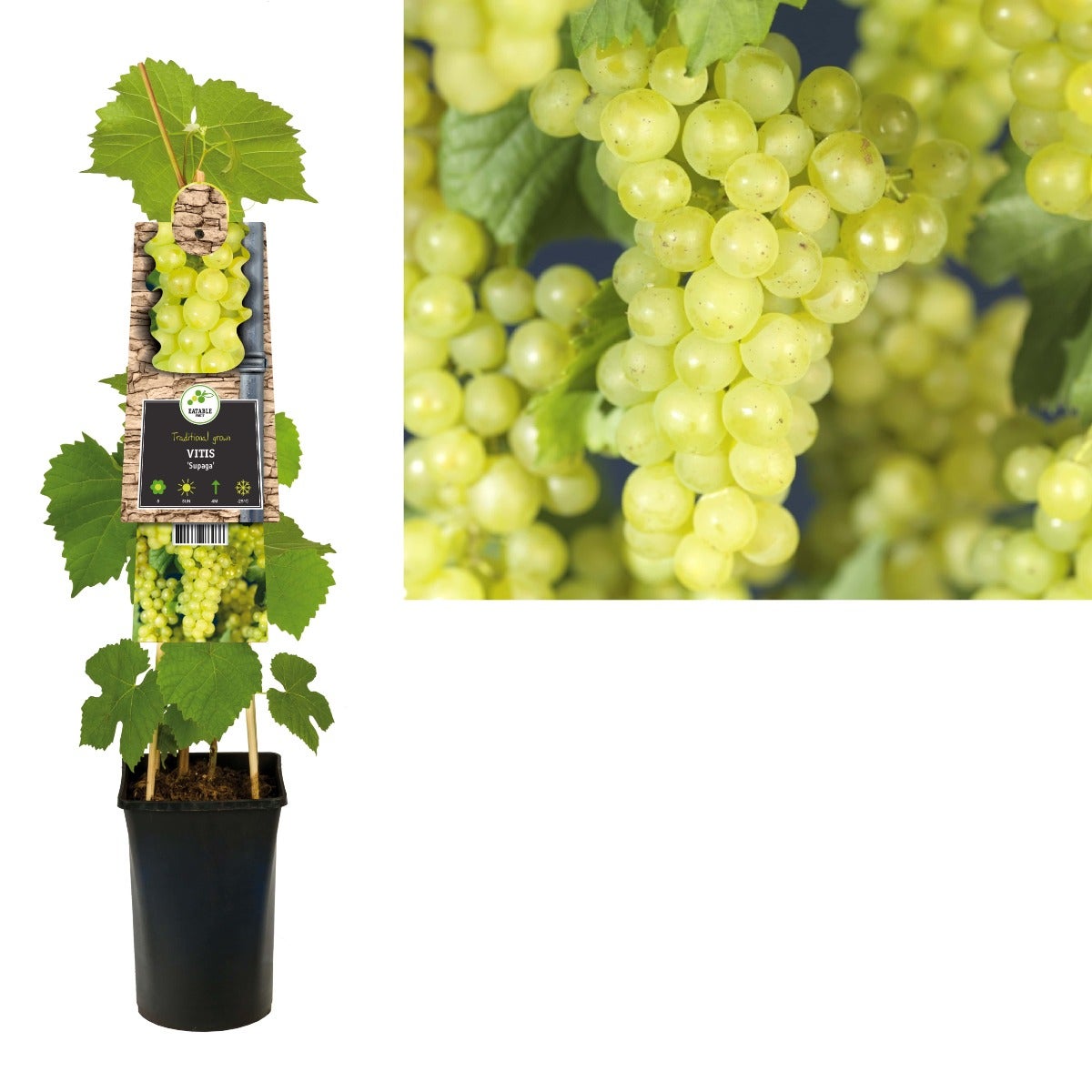 Witte druif (Vitis 'Supaga') H 75