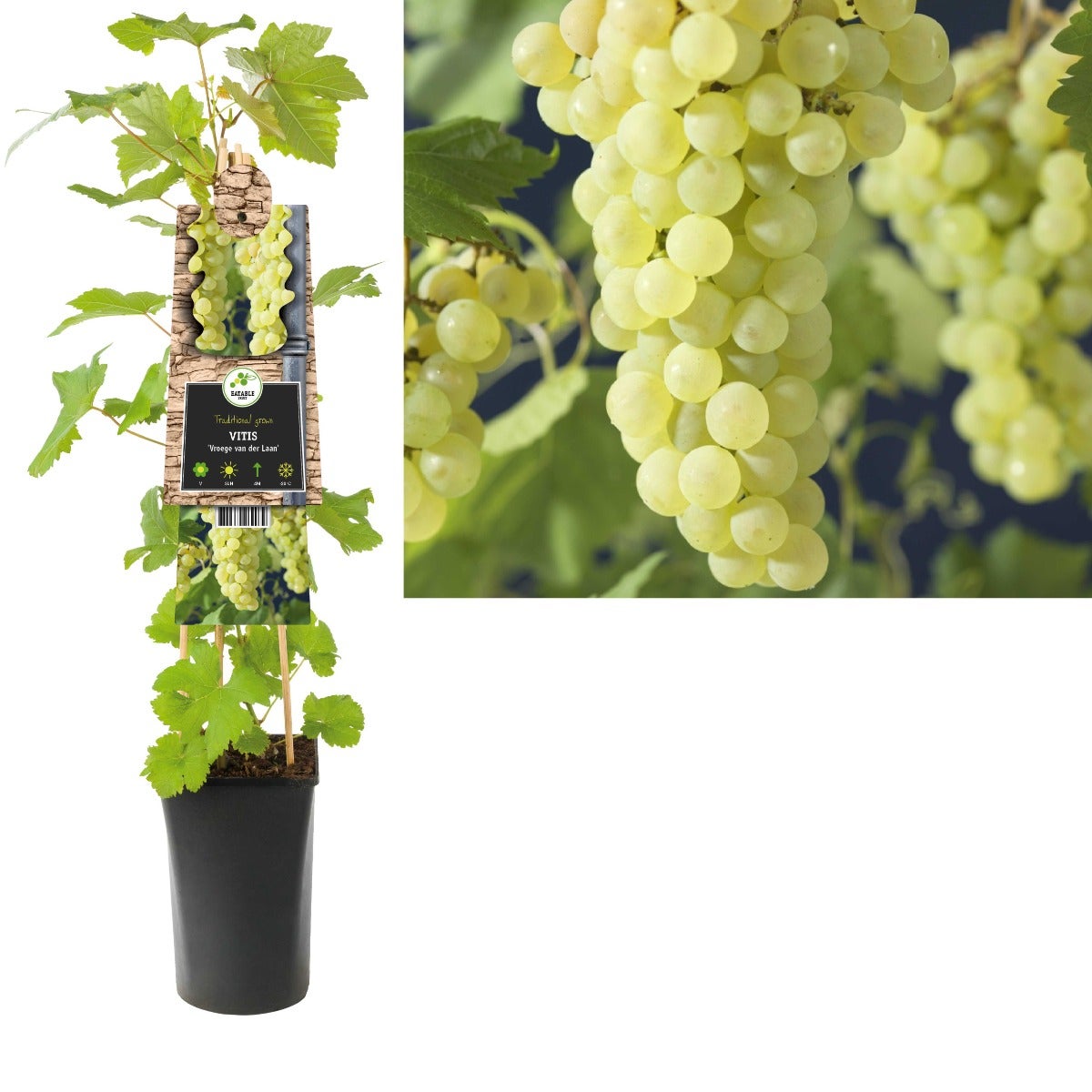 Witte druif (Vitis 'Vroege van der Laan') H 75