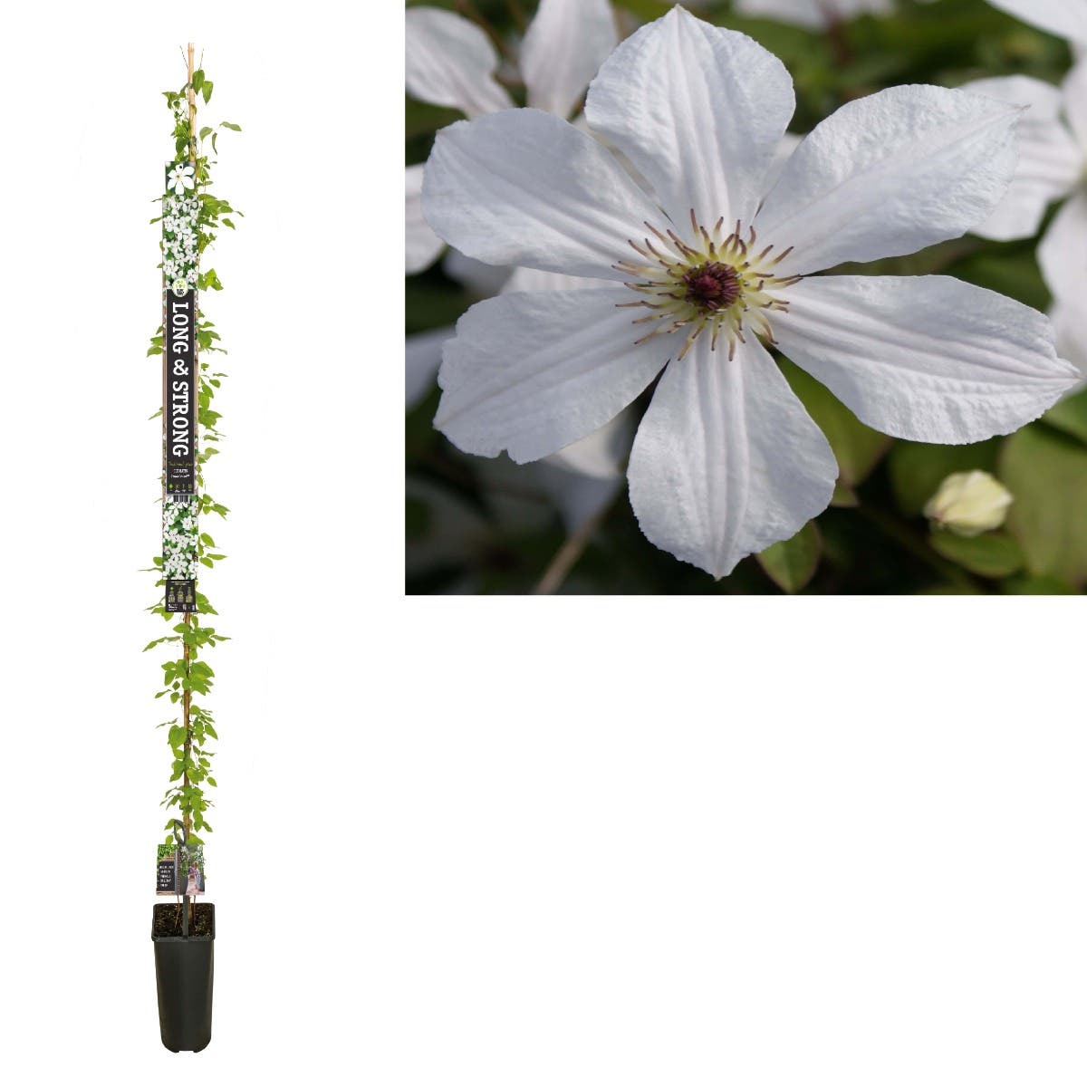 Bosrank (Clematis 'Forever Friends' PBR) H 215