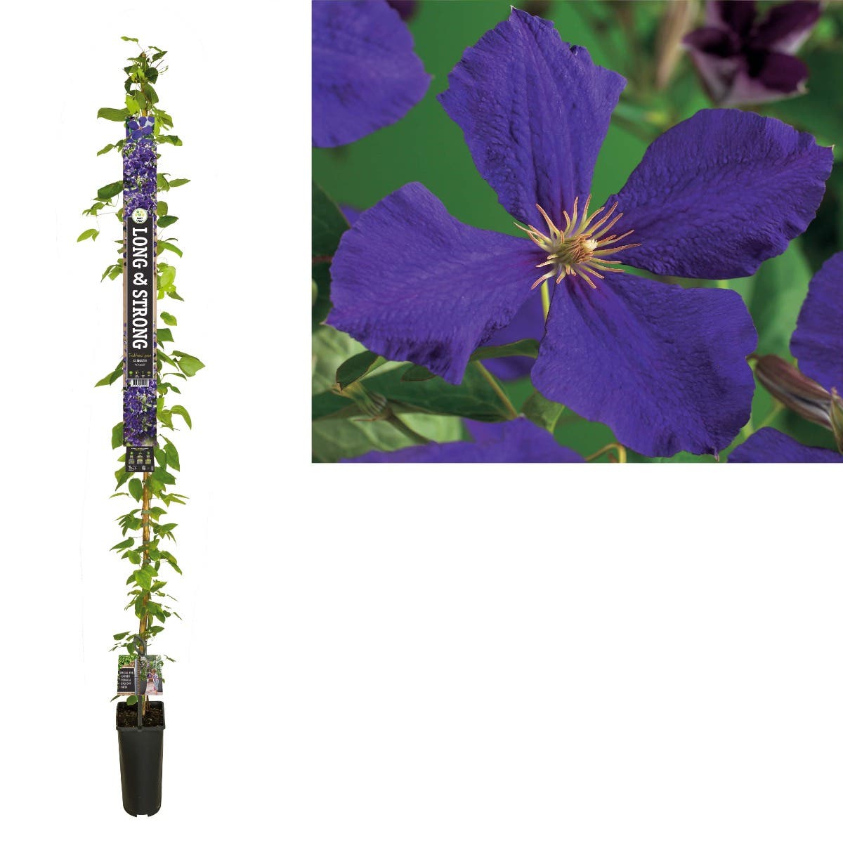 Bosrank (Clematis 'Jackmanii') H 215