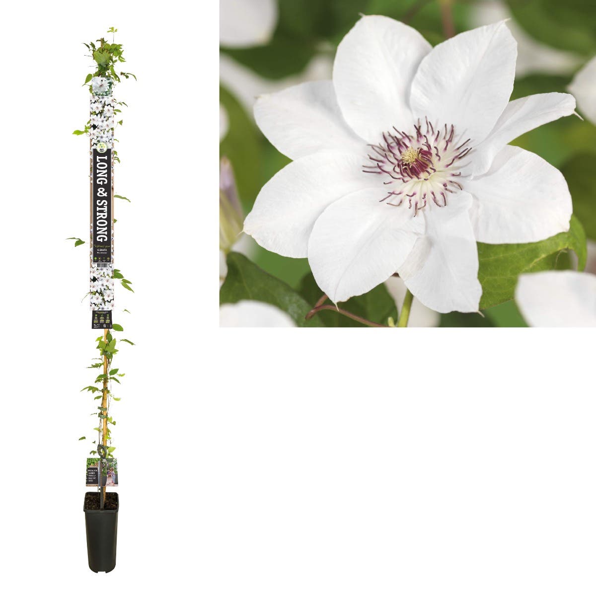 Bosrank (Clematis 'Miss Bateman') H 215