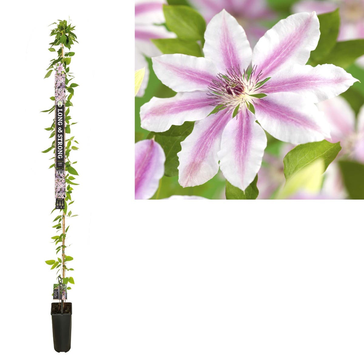 Bosrank (Clematis 'Nelly Moser') H 215