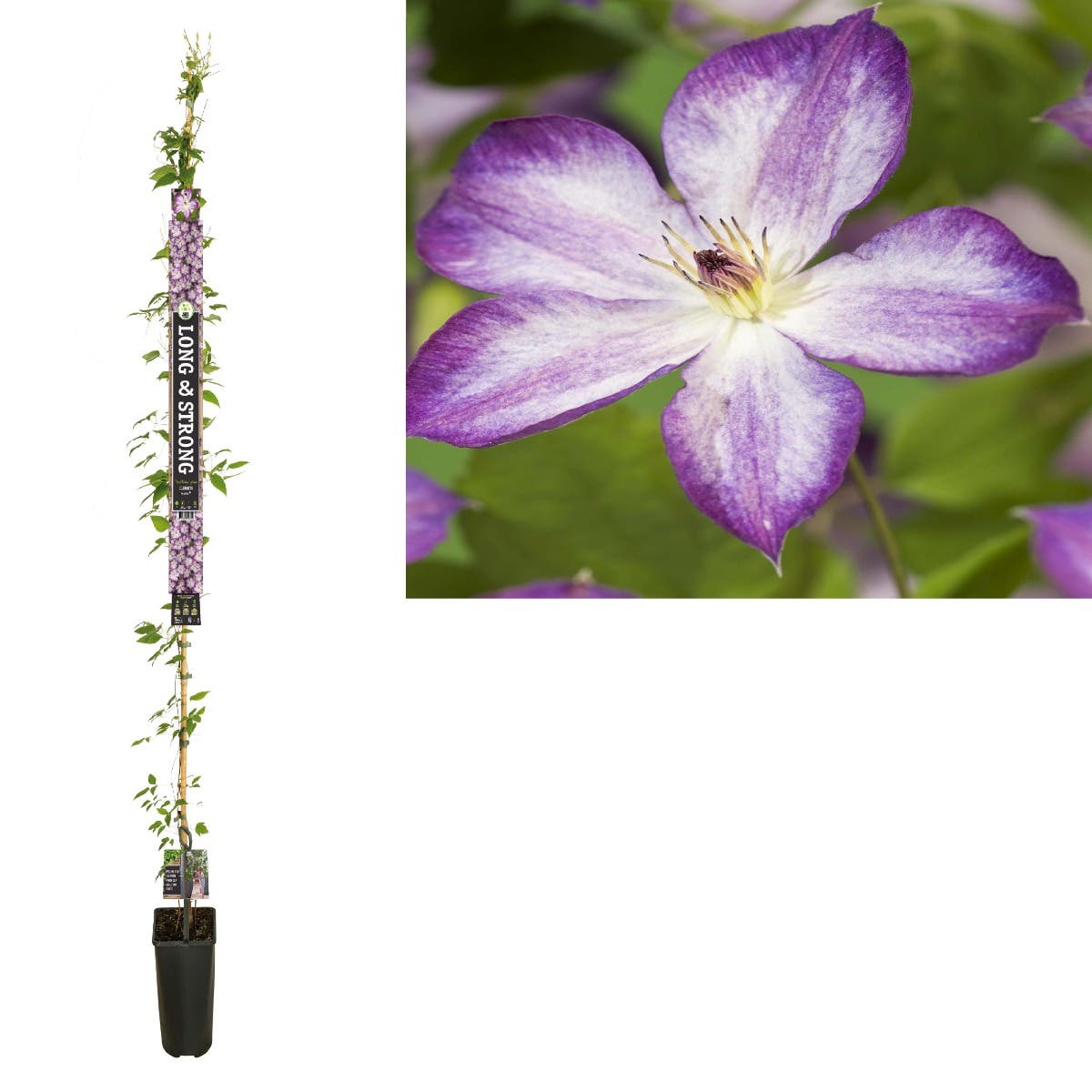 Bosrank (Clematis Pernille PBR) H 215