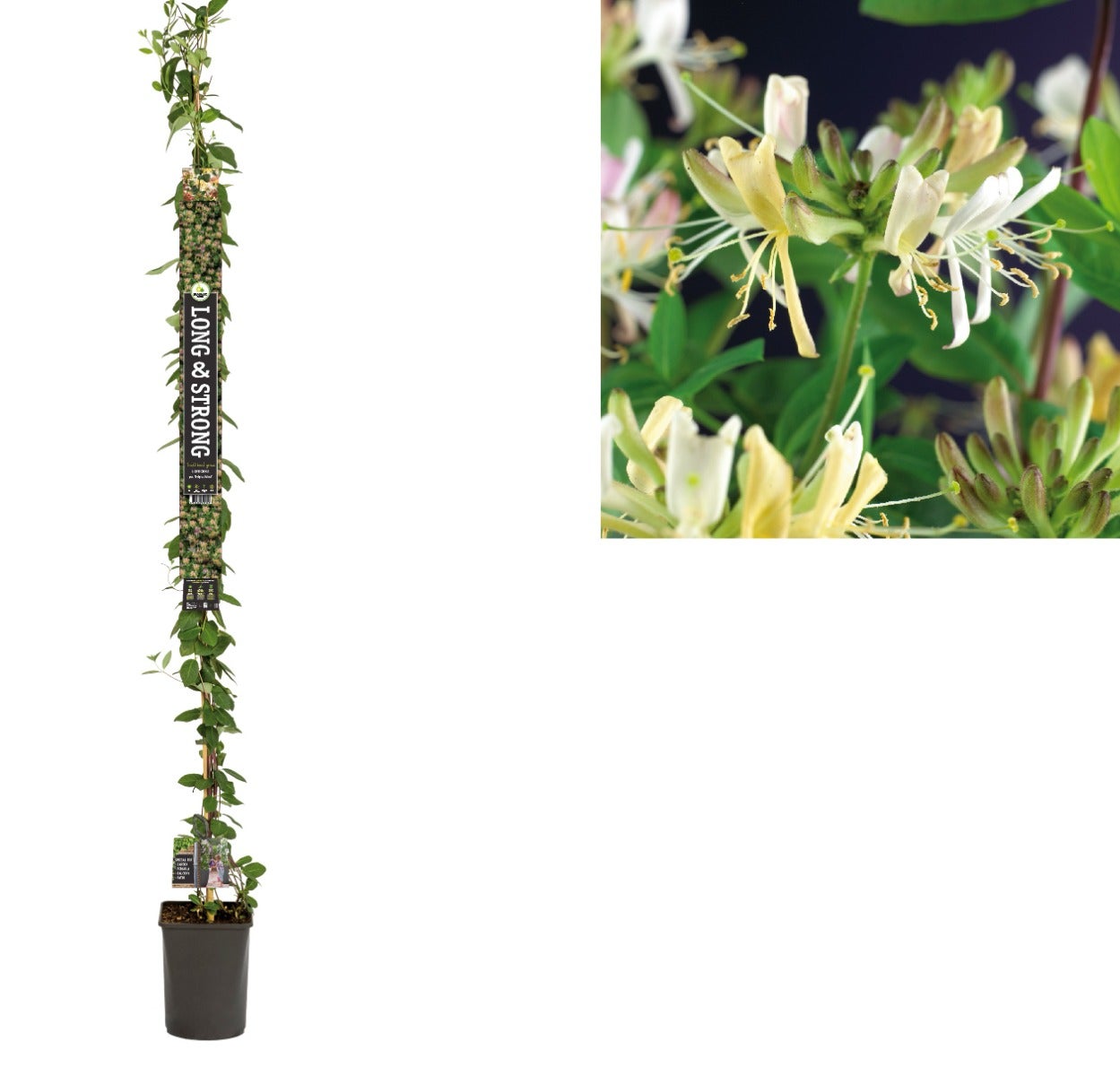 Kamperfoelie (Lonicera per. 'Belgica Select') H 215