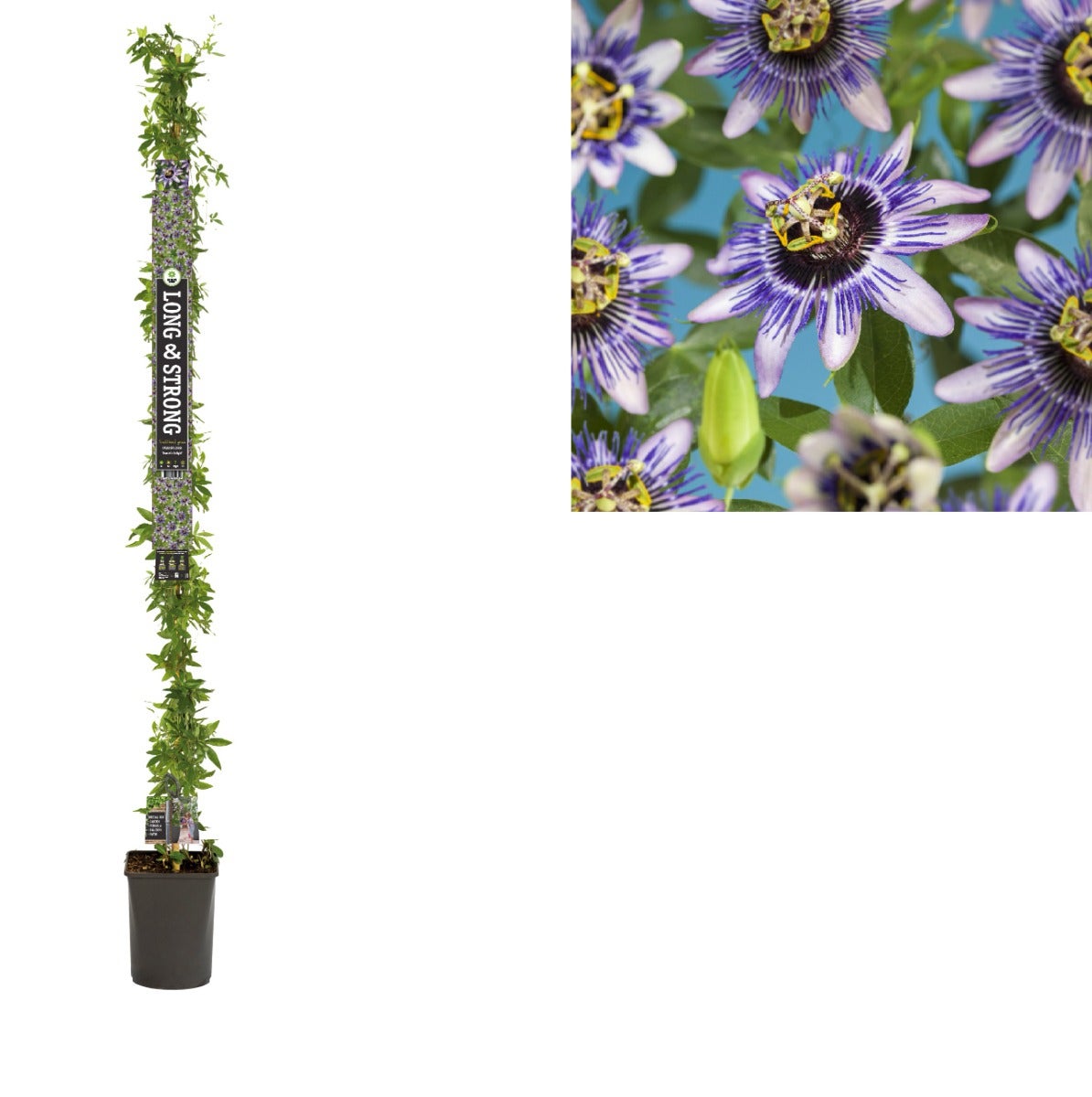 Passiebloem (Passiflora 'Damsel's Delight') H 215