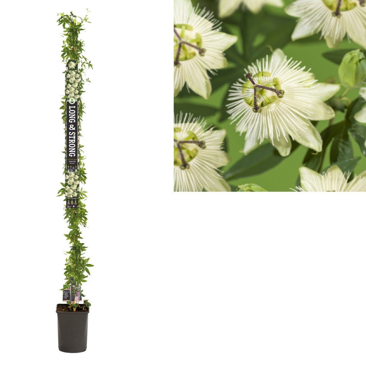 Passiebloem (Passiflora 'Snow Queen' PBR) H 215