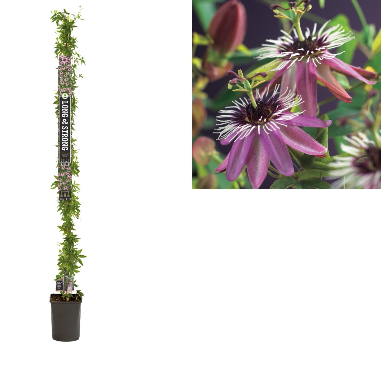 Passiebloem (Passiflora 'Victoria') H 215