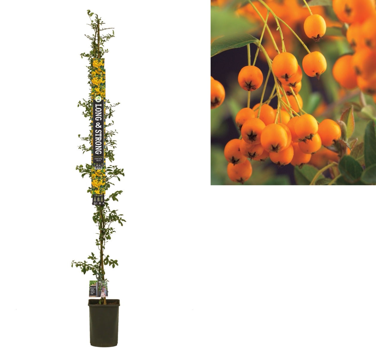 Vuurdoorn (Pyracantha 'Soleil d'Or') H 215