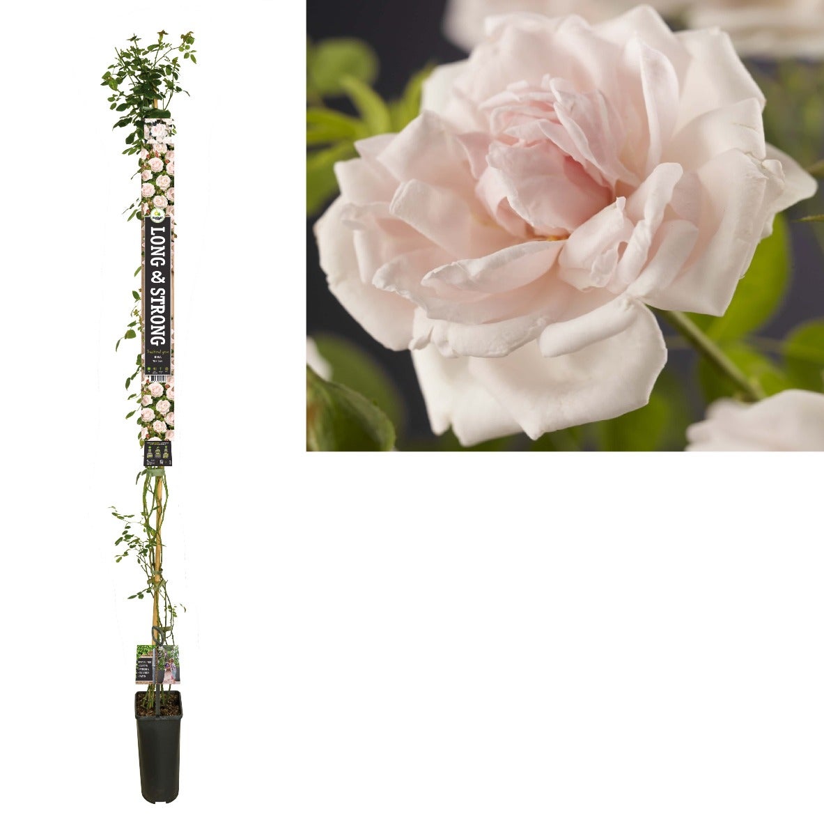 Klimroos (Rosa 'New Dawn') H 215