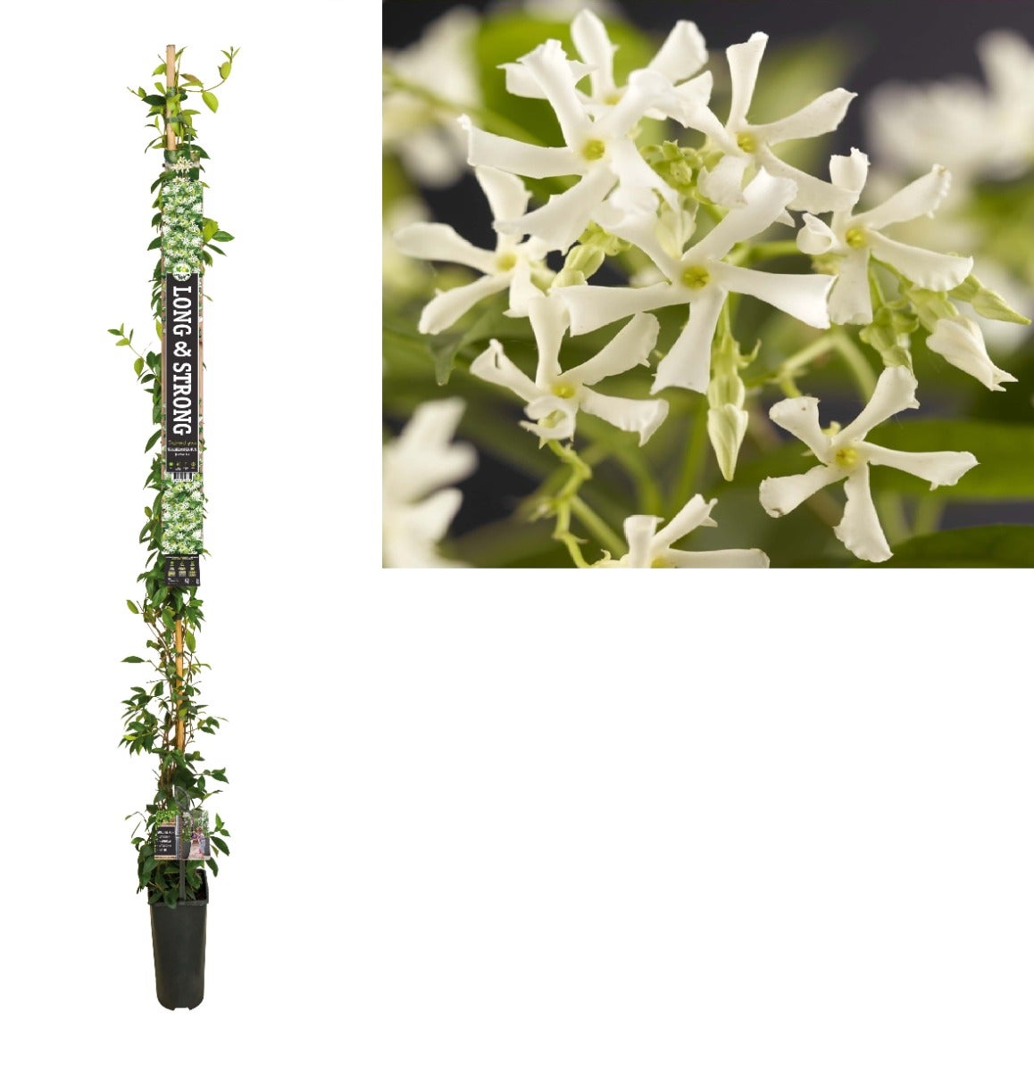 Toscaanse Jasmijn (Trachelospermum jasminoides) H 215