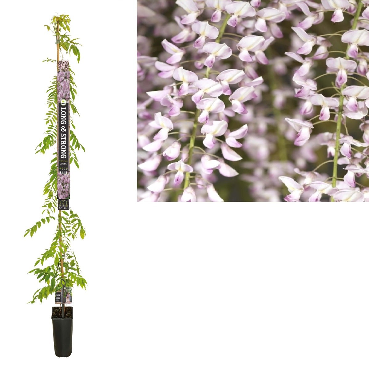 Blauwe regen (Wisteria floribunda 'Rosea') H 215