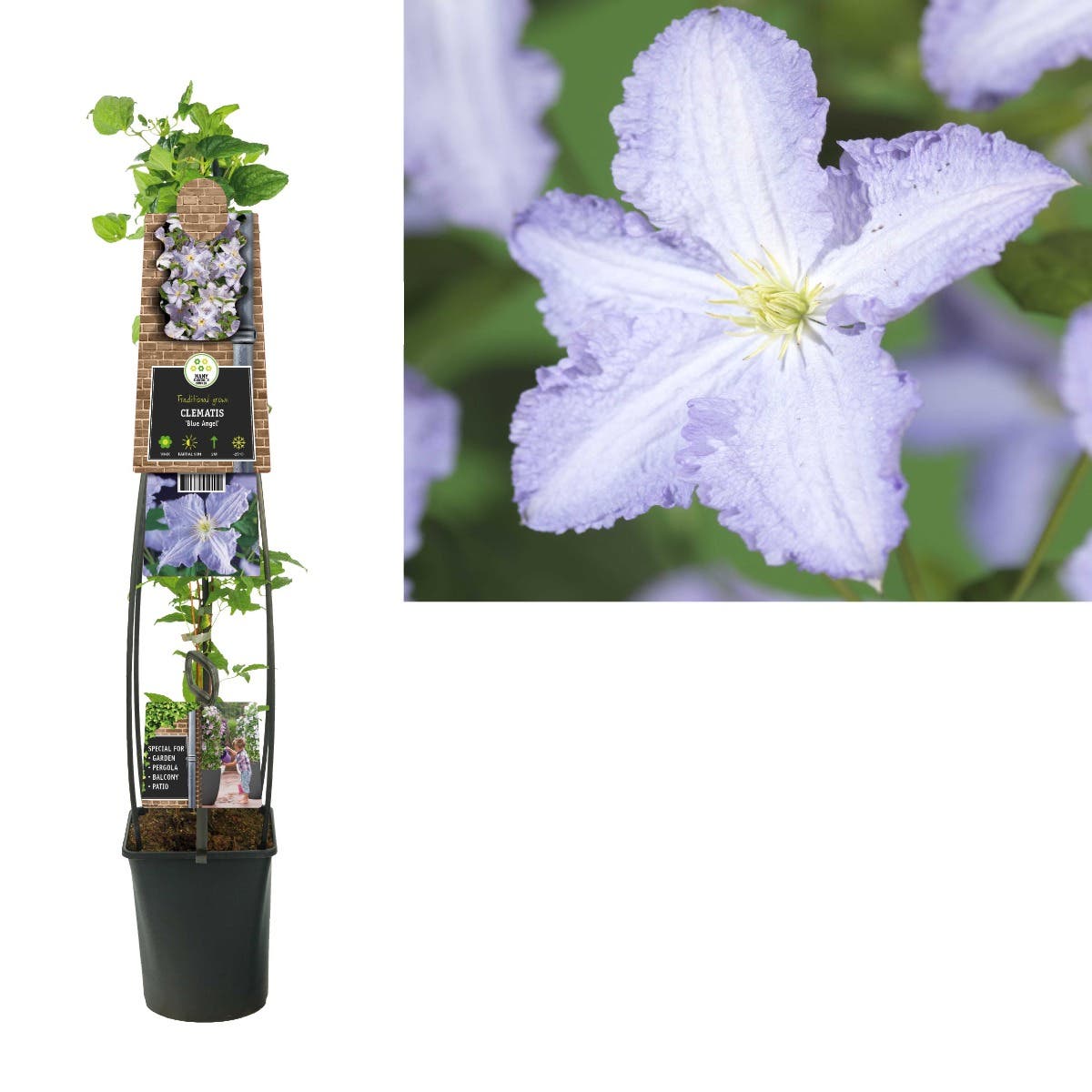 Bosrank (Clematis 'Blue Angel') H 120