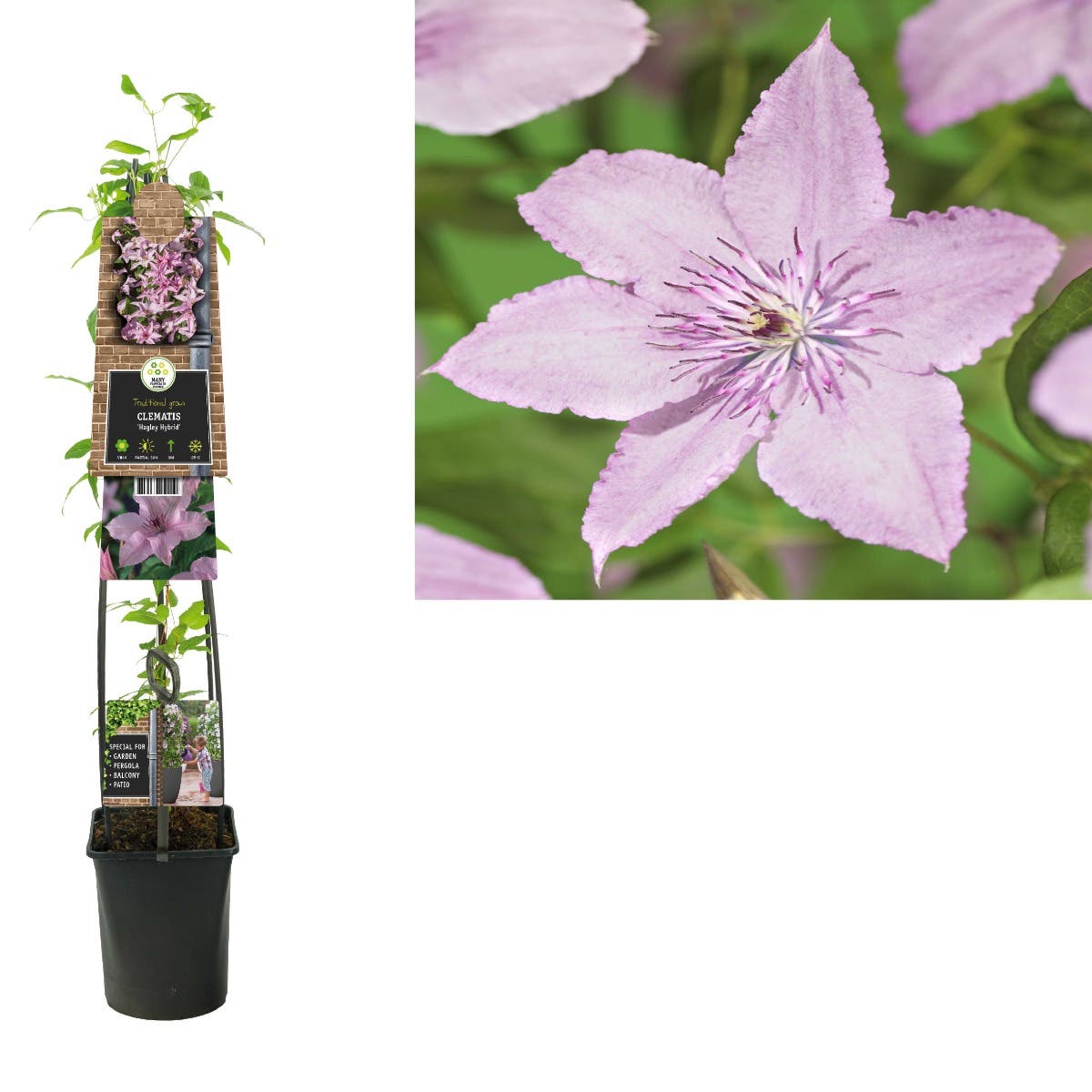 Bosrank (Clematis 'Hagley Hybrid') H 120