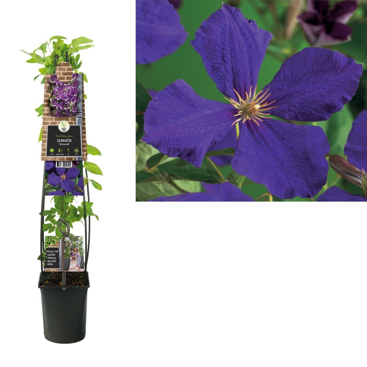 Bosrank (Clematis 'Jackmanii') H 120
