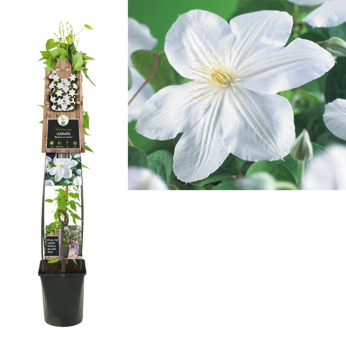 Bosrank (Clematis 'Madame Le Coultre') H 120