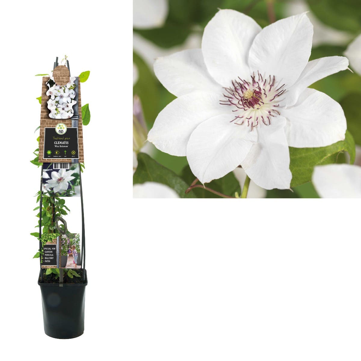 Bosrank (Clematis 'Miss Bateman') H 120