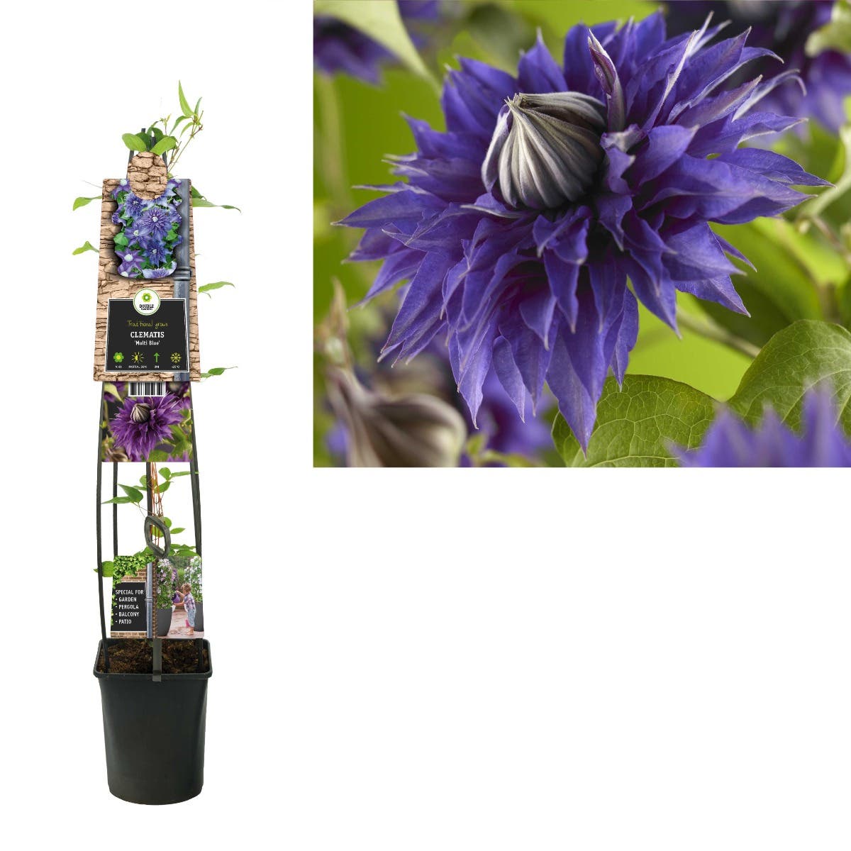 Bosrank (Clematis 'Multi Blue') H 120